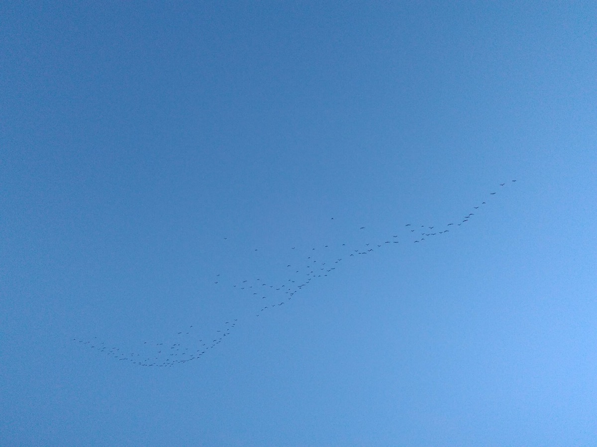 להקה דקה של ציפורים עפה בקו ארוך על רקע שמיים כחולים