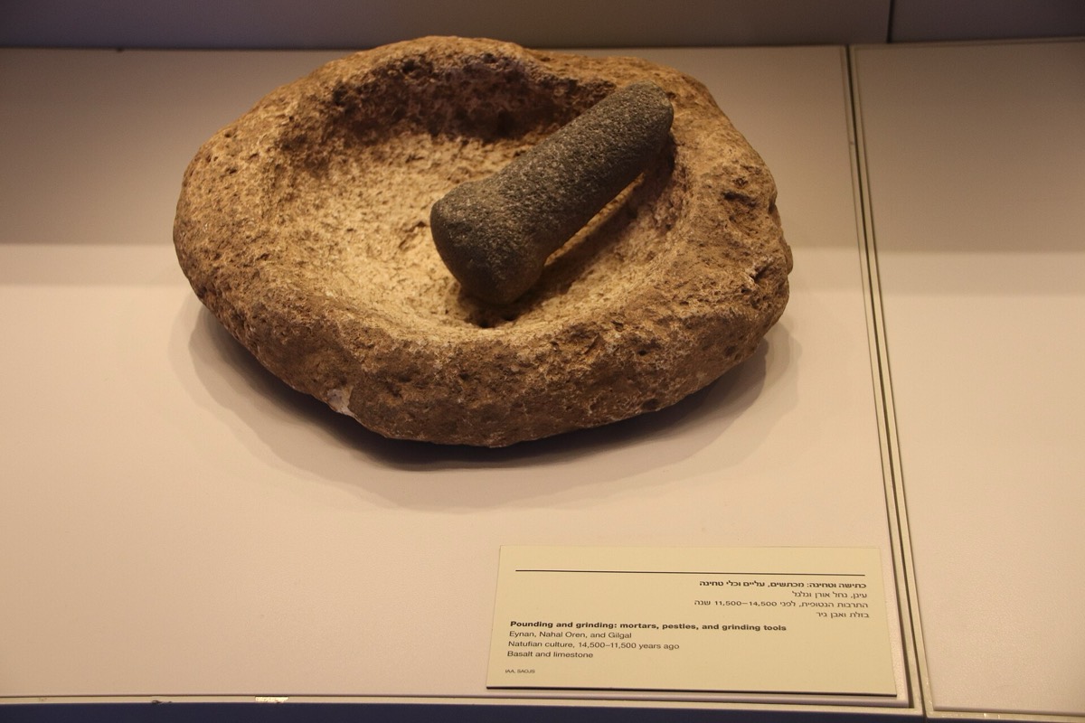 מכתש אבן ועלי אבן מן התרבות הנטופית מוצגים במוזיאון; צילום של כלי דומה ולא של הניסוי עצמו