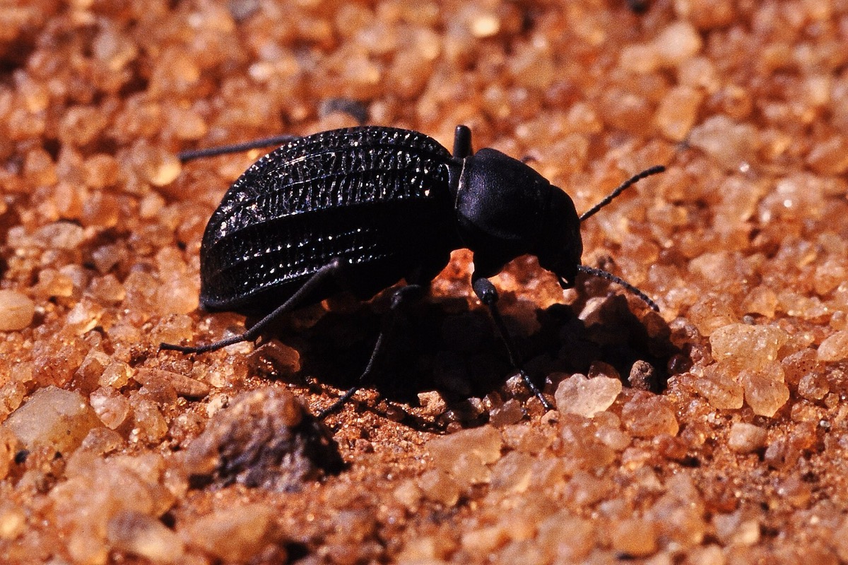 חיפושית Onymacris unguicularis שחורה בעלת כנפי חפייה מחורצות עומדת על חול מדברי