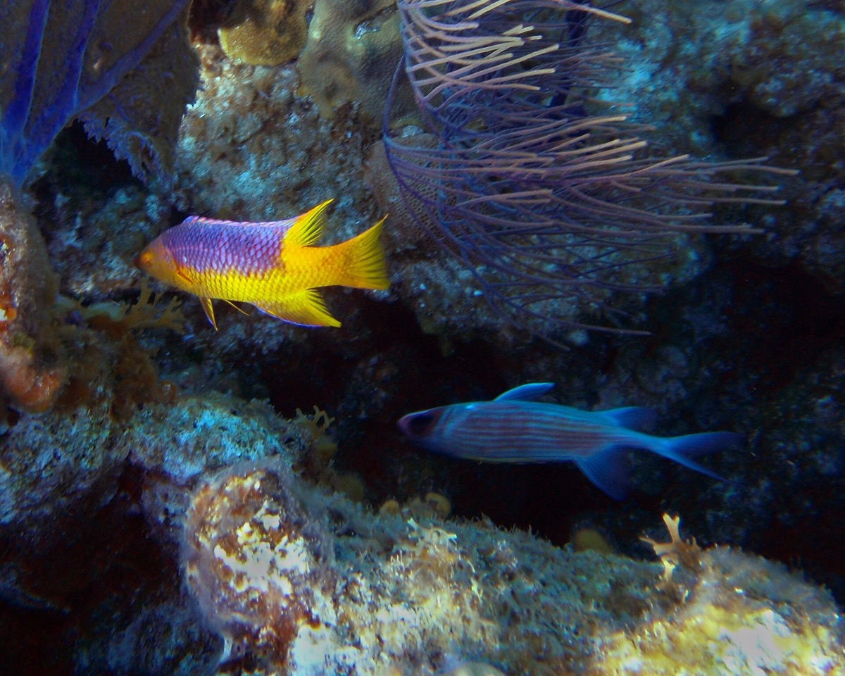 דג Spanish hogfish צבעוני שוחה מעל שונית אלמוגים.