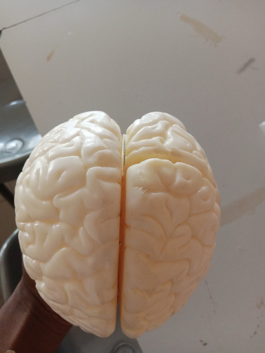 דגם מוח אנושי מפוצל לשתי ההמיספרות